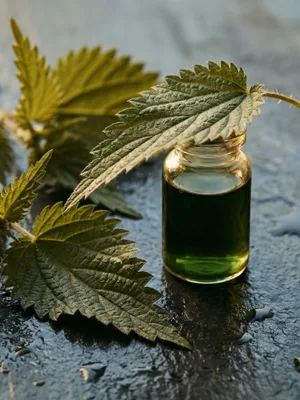 Nettle Oil